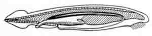 Amphioxus