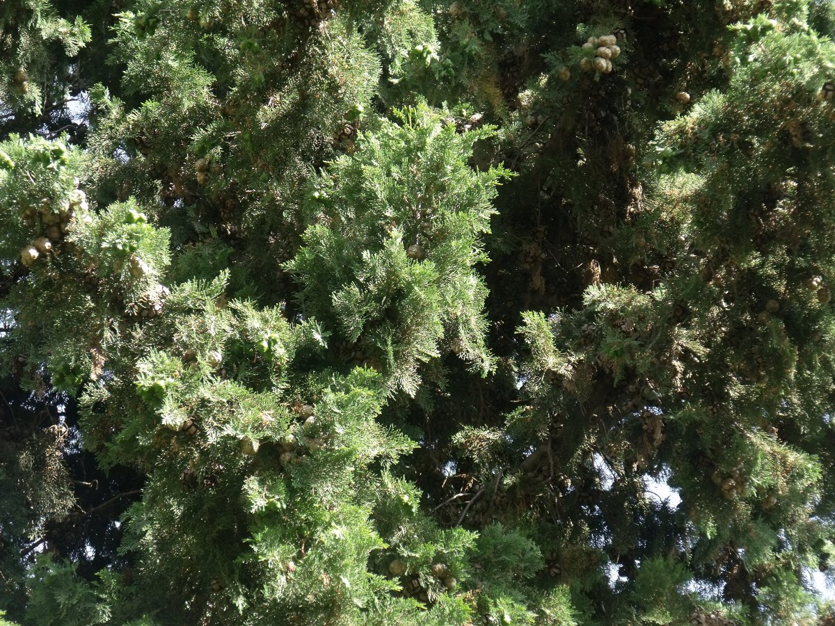 Cyprès