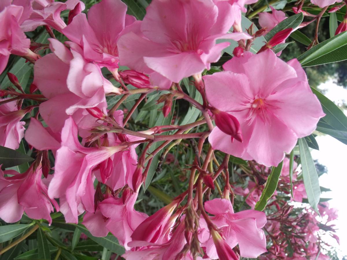 Fleurs