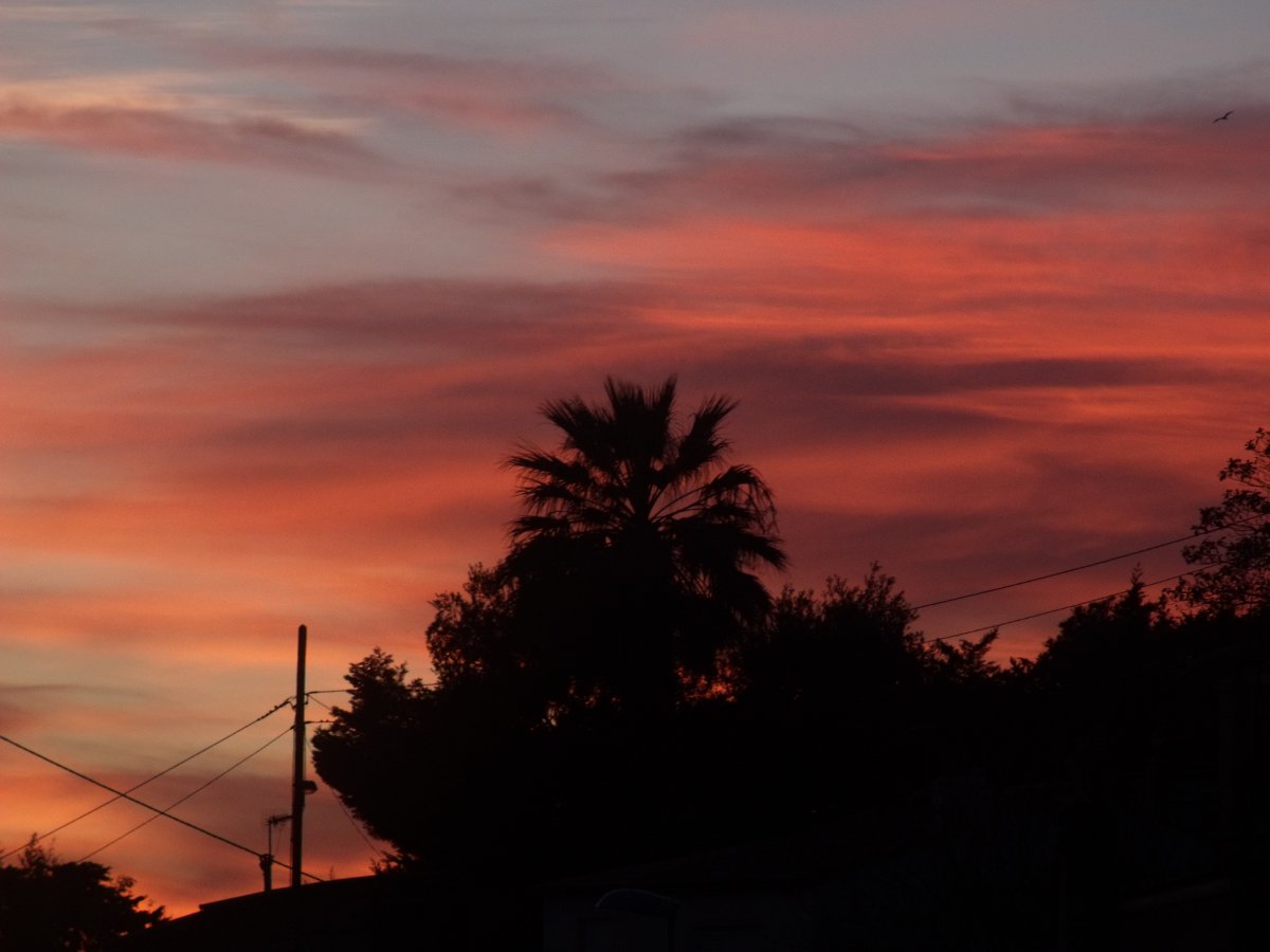 palmier sur ciel rouge