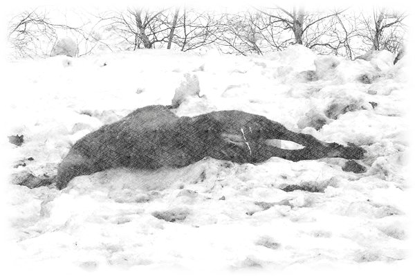 Chasse au bouquetin