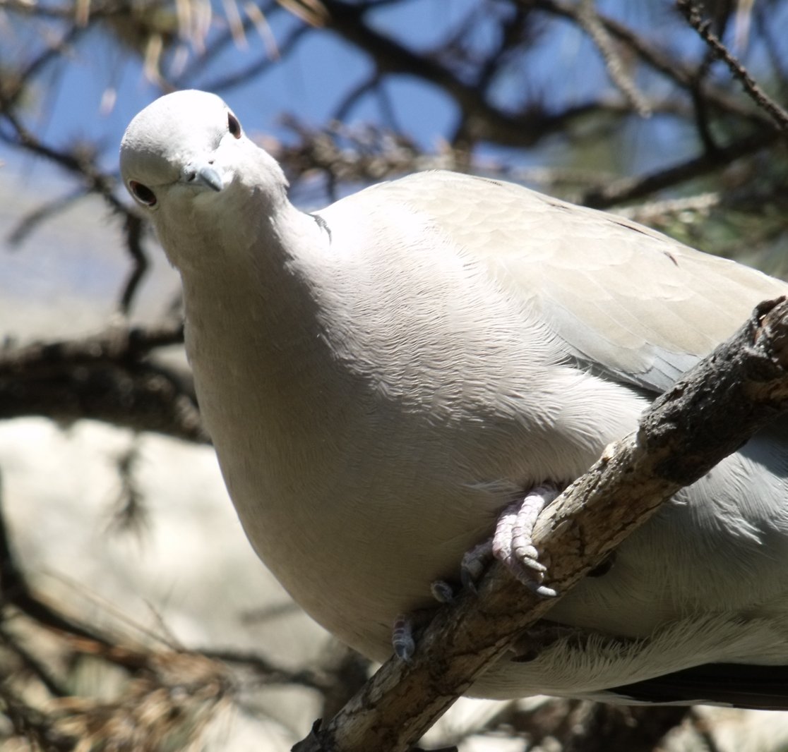 pigeon
