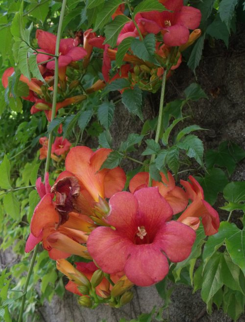 Fleurs