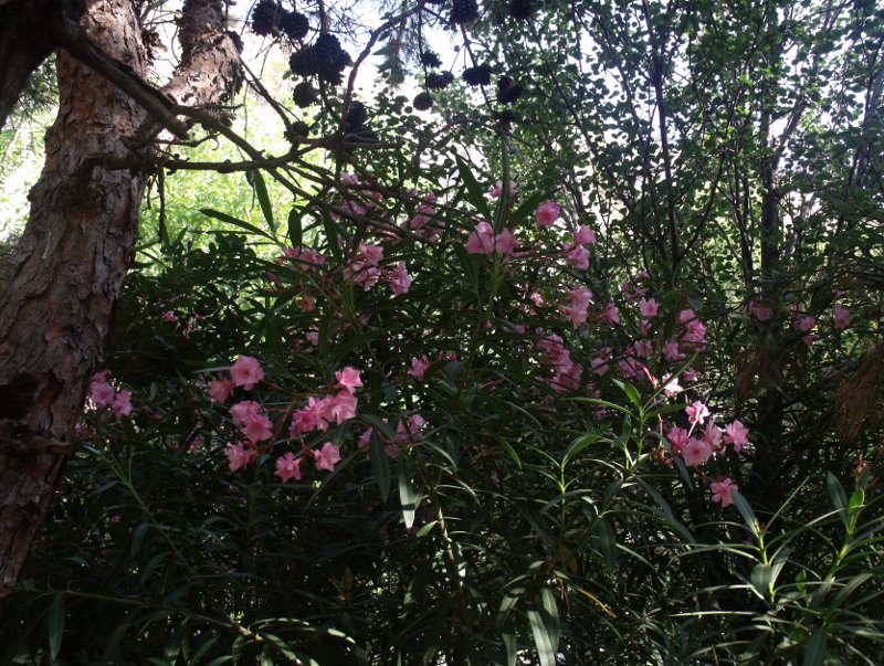 Sous les bois