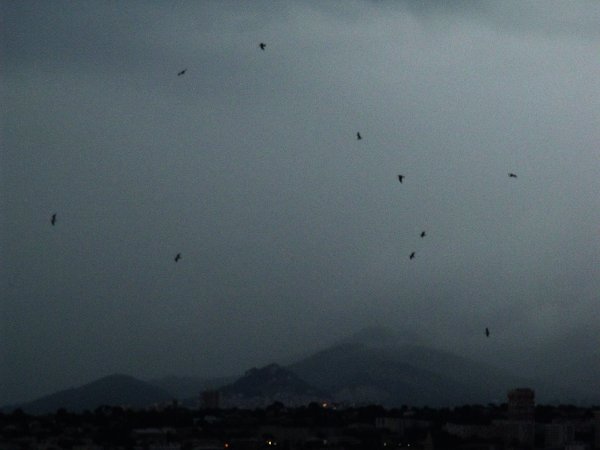 Oiseaux de mer sur la ville