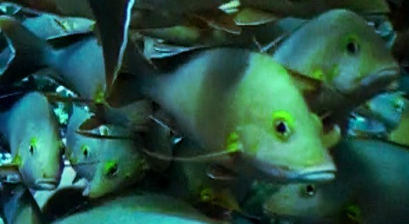 Poissons