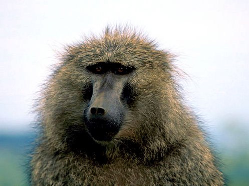 Singe