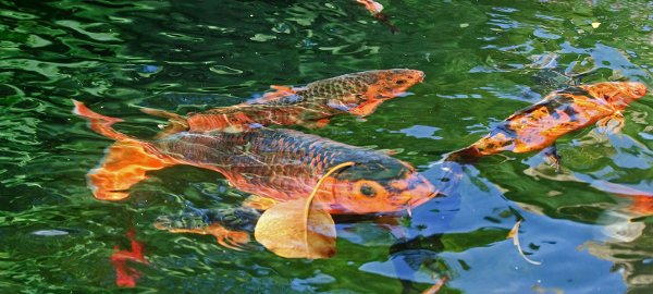 Carpes