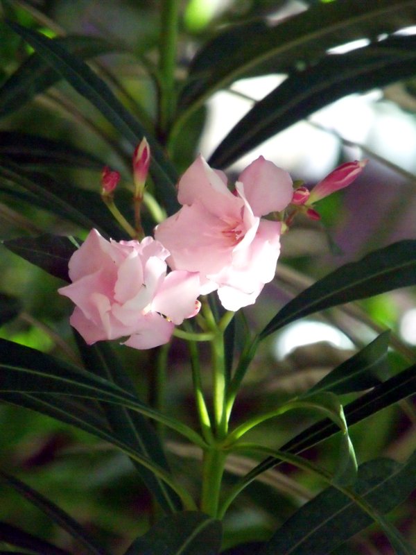 Fleur rose