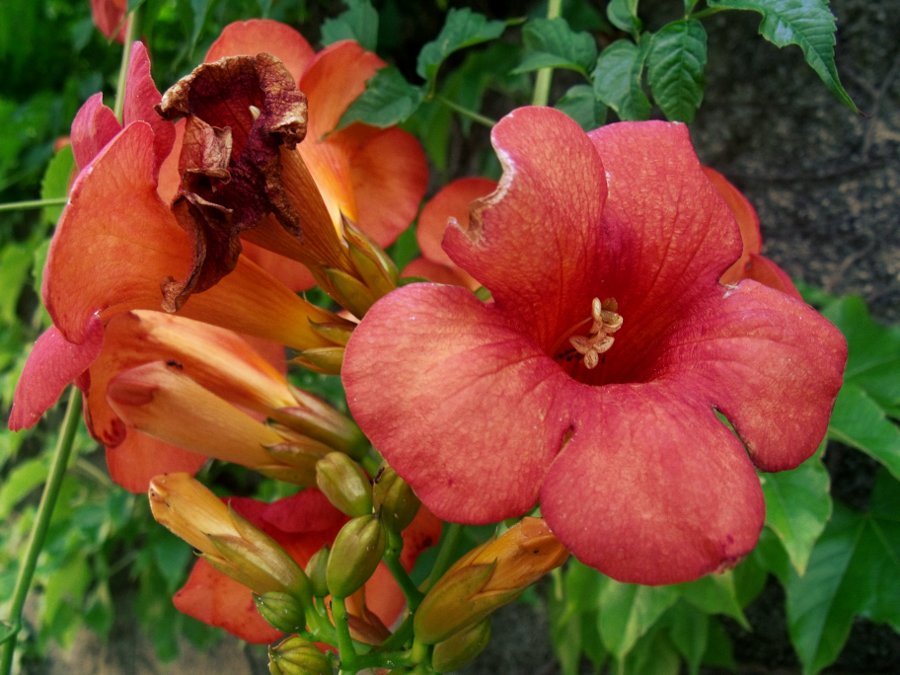 Fleurs