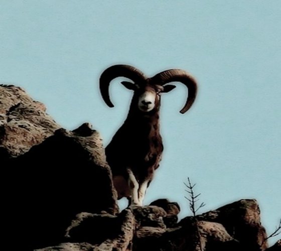 mouflon d'Asie Centrale