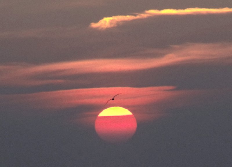 Oiseau devant le soleil