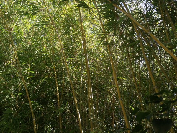 Sur la route de Lamdong