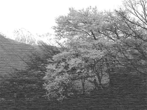 arbres