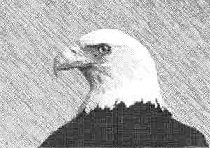 aigle2.jpg