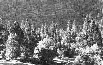 foret